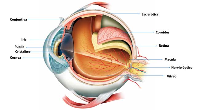 Anatomía del Ojo Humano